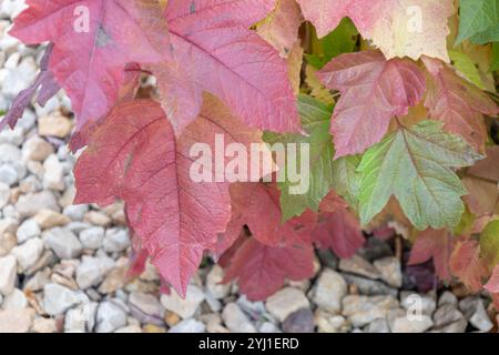 Sfondo a trama astratta full-frame con foglie di colore autunnale su un cespuglio compatto di mirtillo (Viburnum trilobum) Foto Stock