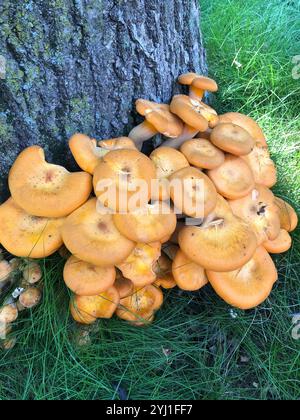 Jack-o'-lanterna dell'America orientale (Omphalotus illudens) Foto Stock