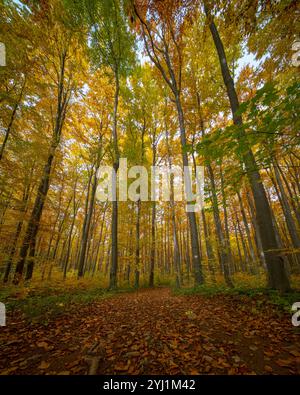 Guardando in alto attraverso un baldacchino della foresta in autunno, con alberi che mostrano vibranti sfumature di verde, giallo e arancione. Le foglie creano un caldo e colorato ce Foto Stock