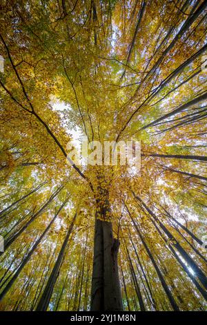 Guardando in alto attraverso un baldacchino della foresta in autunno, con alberi che mostrano vibranti sfumature di verde, giallo e arancione. Le foglie creano un caldo e colorato ce Foto Stock