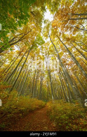 Guardando in alto attraverso un baldacchino della foresta in autunno, con alberi che mostrano vibranti sfumature di verde, giallo e arancione. Le foglie creano un caldo e colorato ce Foto Stock