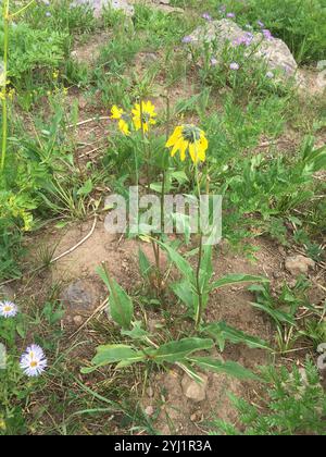 Annuire Nano Girasole (Helianthella quinquenervis) Foto Stock