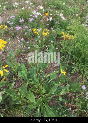 Annuire Nano Girasole (Helianthella quinquenervis) Foto Stock