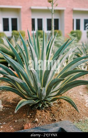 L'Agave americana, comunemente nota come Century Plant, maguey, o American aloe, è una specie di piante in fiore appartenente alla famiglia delle Asparagaceae Foto Stock