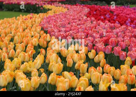 File di tulipani gialli, rosa e rossi in un giardino primaverile Foto Stock