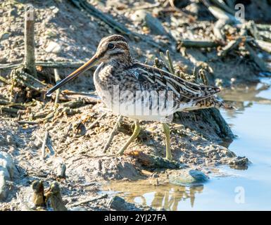 Nipe comune (Gallinago gallinago) Agia Varvara, Cipro. Foto Stock