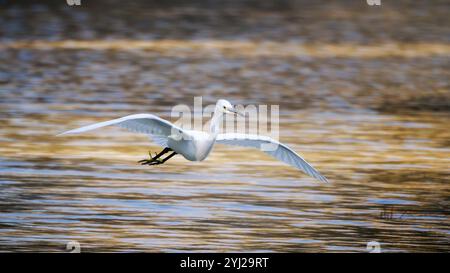 Piccola egretta (Egretta garzetta) in volo. Specie di piccolo airone della famiglia Ardeidae. Riserva naturale della foce dell'Isonzo, Isola della Cona, Gorizia Foto Stock