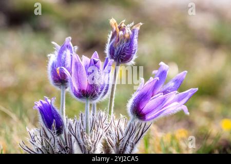 Fiore primaverile dell'erba da sogno. Pulsatilla fiorisce all'inizio della primavera nelle foreste e nelle montagne. Primo piano di fiori di pulsatilla viola. Foto Stock