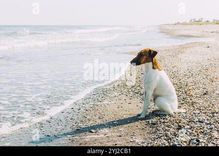 Un cane Fox terrier dai capelli lisci all'aperto. Un Fox terrier dai capelli morbidi è seduto sulla riva del mare Foto Stock