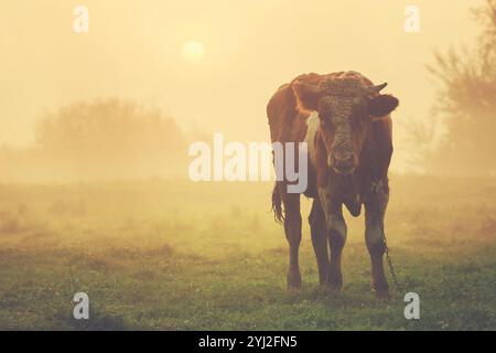 Un toro pascolerà su un pascolo nella nebbia mattutina. Ritratto di un grande e bellissimo toro marrone in piedi in un campo. Bestiame. Un animale pericoloso. Un grande bul marrone Foto Stock