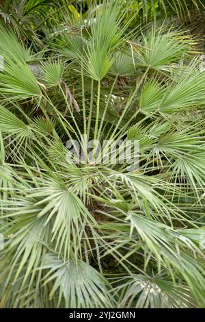 Le fronde di palme verdi si aprono da un punto centrale creando un motivo denso e vivace, il Portogallo Foto Stock