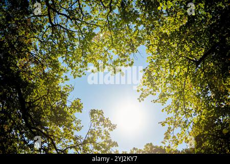 La luce del sole filtra attraverso le lussureggianti foglie verdi delle cime degli alberi contro un cielo blu brillante. Foto Stock