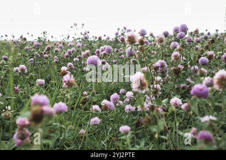 Prato estivo con trifoglio. Fiori rosa e bianchi nell'erba verde. Piante curative e foraggere. Fiori in natura Foto Stock
