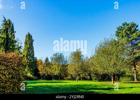 Pianura con erba verde e alberi scarsamente frontali contro il cielo azzurro, parco pubblico della riserva naturale di Wurm, ombre e luce solare sull'erba, soleggiato giorno d'autunno Foto Stock