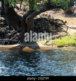 Coccodrillo che riposa sulla riva del fiume nel Parco Nazionale del Chobe, Botswana, Africa Foto Stock