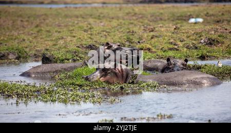 Ippopotamo, tre ippopotami che riposano nell'acqua, fiume Chobe, Parco Nazionale, Botswana, Africa Foto Stock