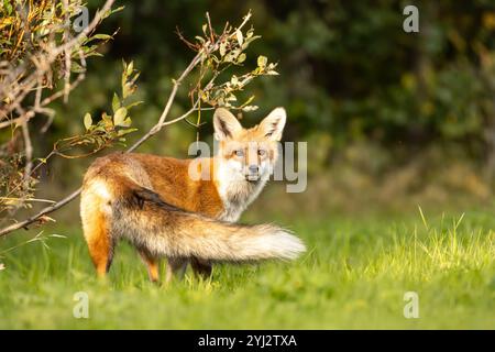 Volpe rossa alla luce autunnale del tardo pomeriggio. La foto è stata scattata nel nord della Svezia. Foto Stock