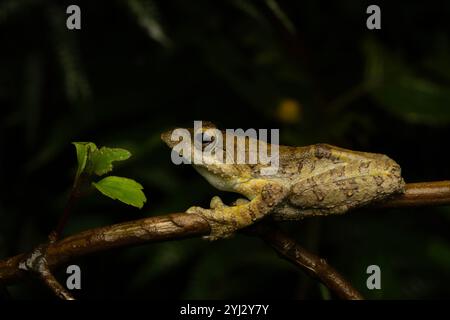 Il kalakkad gliding rana è una specie di rana endemica dei Ghati occidentali meridionali nel Kerala e negli stati Tamil Nadu, in India. Foto Stock