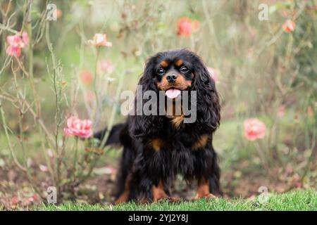 Ritratto del giovane cavaliere re carlo spanield alla natura Foto Stock