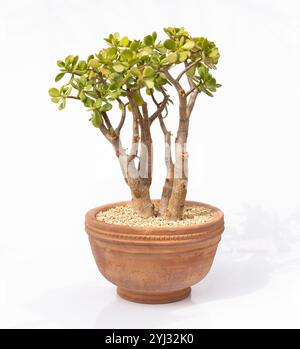 Crassula ovata jade money pianta in un vaso di fiori di argilla su sfondo bianco isolato. Foto Stock