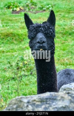 Alpaca a Crosthwaite, Lake District, Cumbria Foto Stock