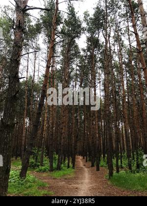 Un tranquillo sentiero sterrato si snoda attraverso una fitta foresta piena di alti pini, offrendo un senso di pace e solitudine. Il sentiero è circondato da una vegetazione lussureggiante, Foto Stock