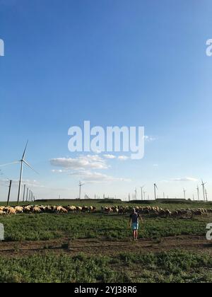Un pastore conduce un gregge di pecore attraverso un campo verde, con turbine eoliche sullo sfondo sotto un cielo blu limpido, a simboleggiare l'armonia tra il natur Foto Stock