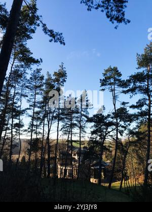 Uno splendido cottage è circondato da alti pini in un tranquillo ambiente forestale. La scena cattura la bellezza naturale e la tranquillità di un primo mattino Foto Stock