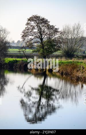 Tree riflessa in acqua di fiume Foto Stock