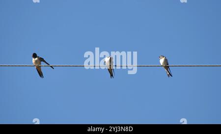 Fienile inghiottito appollaiato su un cavo elettrico sotto un cielo azzurro Foto Stock