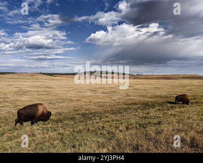 Buffalo americano, o bisonte, che pascolano tra le colline e le praterie del South Dakota, USA. Foto Stock