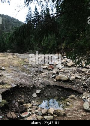 Un piccolo torrente roccioso si snoda attraverso una fitta foresta sempreverde, circondata da torreggianti alberi e terreni accidentati, creando una natura tranquilla e serena Foto Stock