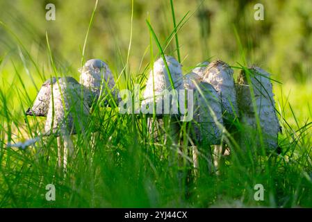 I funghi sterminati sono cresciuti sul prato Foto Stock