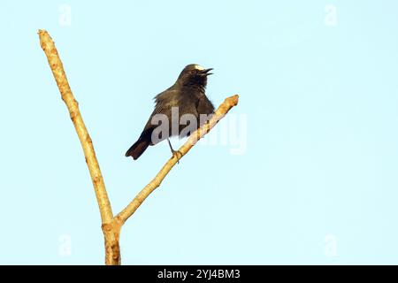 Wheatear dalla parte bianca, Wheatear dalla parte bianca, (Oenanthe albifrons), sito di appollaiamento, uccelli passerini, famiglia flycatcher, Africa, Morgan Kunda Lodge Ji Foto Stock