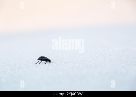 Un darkling beetle rovistando nella sabbia, White Sands National Monument, Nuovo Messico Foto Stock