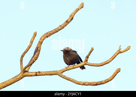 Wheatear dalla parte bianca, Wheatear dalla parte bianca, (Oenanthe albifrons), sito di appollaiamento, uccelli passerini, famiglia flycatcher, Africa, Morgan Kunda Lodge Ji Foto Stock