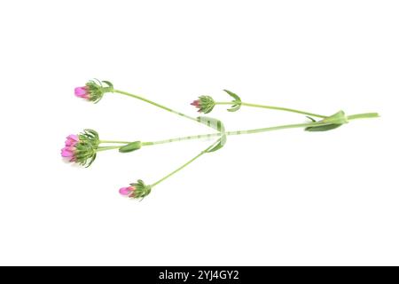 Feverwort Centaurium erythraea fioritura di fiori rosa su sfondo bianco Foto Stock