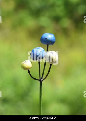 Primo piano sul giglio di ciuffo Clinton borealis Blue berries all'aperto Foto Stock
