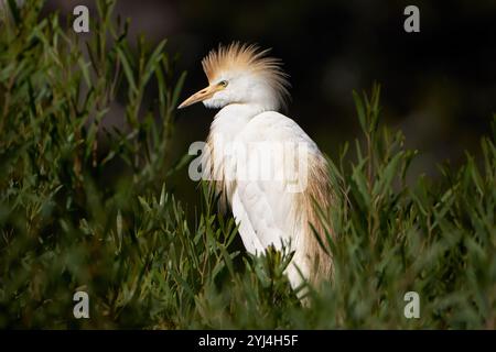 Egret di bovini occidentali (Bubulcus ibis) con piumaggio riproduttivo in un cespuglio verde Foto Stock