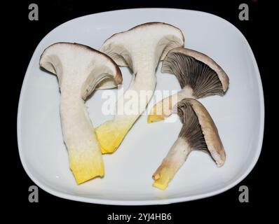 Delizioso cappellino a punta di fungo commestibile Gomphidius glutinosus su un piatto Foto Stock