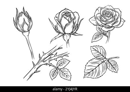 Set di rose, spine, gemma in stile incisione, schizzo. Illustrazione vettoriale. Illustrazione Vettoriale