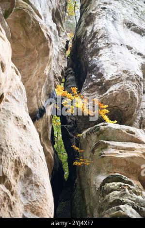 Percorso Mullerthal in Lussemburgo tra Echternach e Berdorf, escursioni attraverso una foresta con formazioni rocciose di arenaria Foto Stock