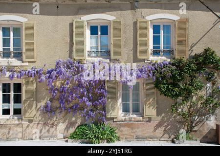 Wisteria sul fronte casa con finestra a Tanlay, Bourgogne, Francia Foto Stock