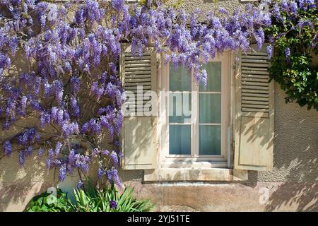 Wisteria sul fronte casa con finestra a Tanlay, Bourgogne, Francia Foto Stock