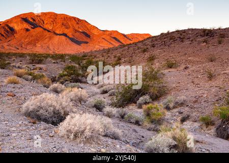 Montagne che si innalzano sopra il deserto all'alba. Mojave National Preserve, California Foto Stock
