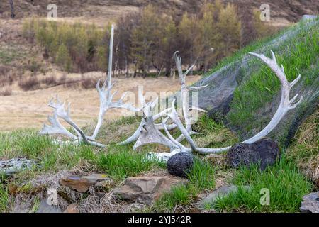 Palchi bianchi di renna adagiati sull'erba, che decorano il tetto di una casa di erba erbosa della fattoria di Hjardarhagi in Islanda. Foto Stock