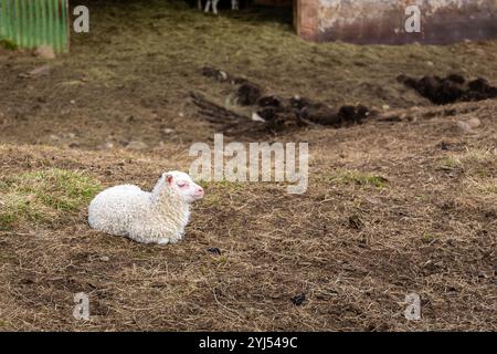 Pecora bianca islandese (agnello) con etichetta nell'orecchio distesa in erba in una fattoria vicino al canyon di Studlagil, Islanda. Foto Stock