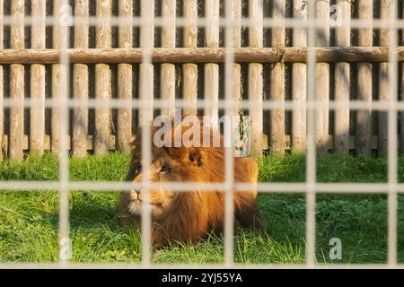 Inghilterra, Kent, Wingham, Wingham Wildlife Park, Lion Foto Stock