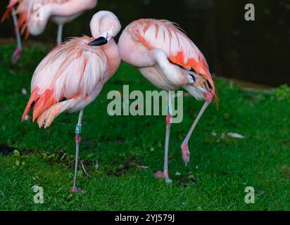 Grande flamingo in cattività Foto Stock