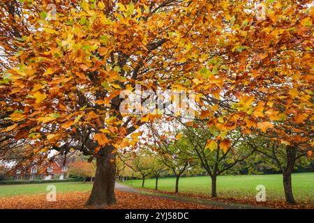 Inghilterra, Kent, Tunbridge Wells, Langton Green, colorate foglie autunnali Foto Stock